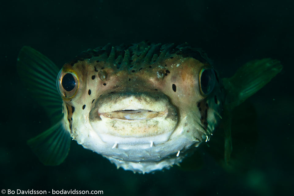 BD-110319-Puerto-Galera-4045-Diodon-holocanthus.-Linnaeus.-1758-[Longspined-porcupinefish.-Brunfläckig-igelkottfisk].jpg